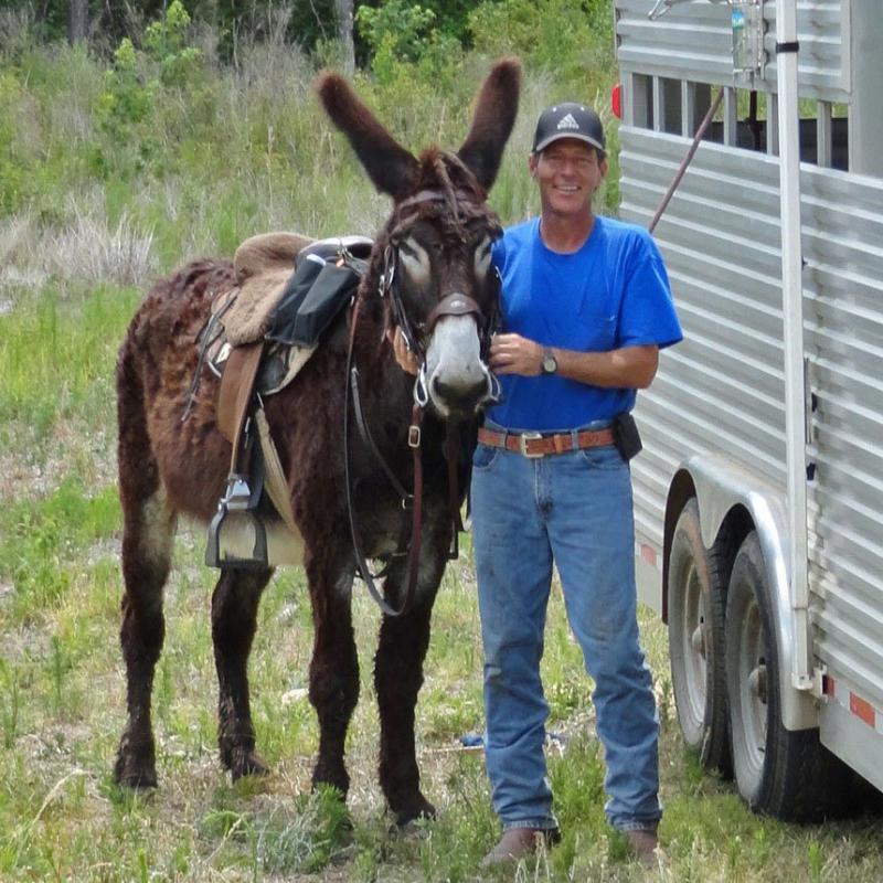 American Mammoth Jackstock Donkey